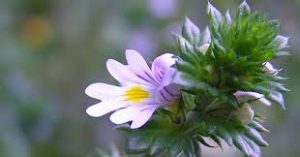 Eyebright-herbs for eyes