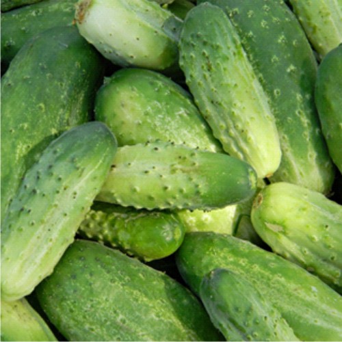 Cucumber